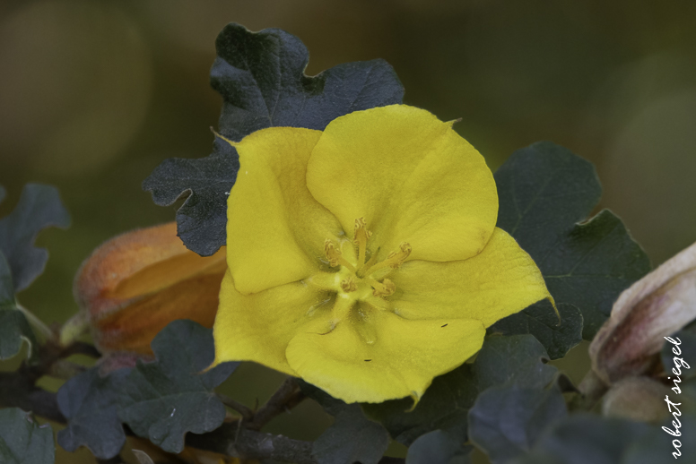 Ulistac Natural Area